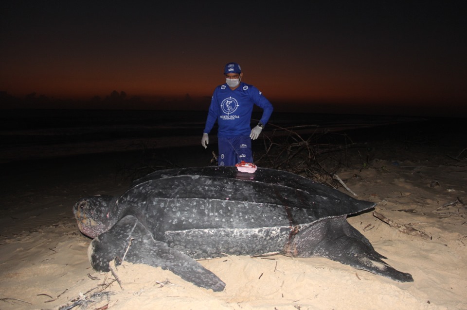 Tartaruga gigante é encontrada na praia Pedra do Sal